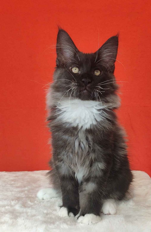 Katran Karat - Кошеня мейн-кун 3 місяця