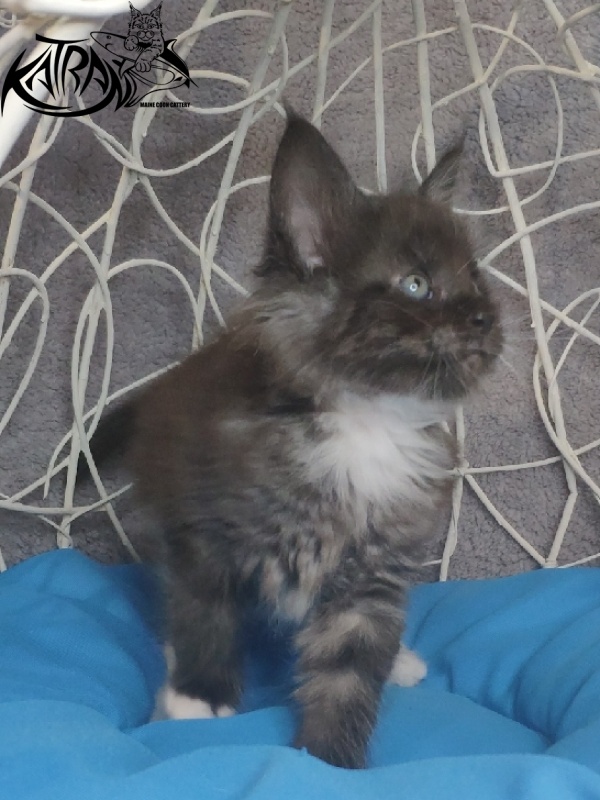 Katran Karat - Кошеня мейн-кун 1 місяць 1,5 тиждень