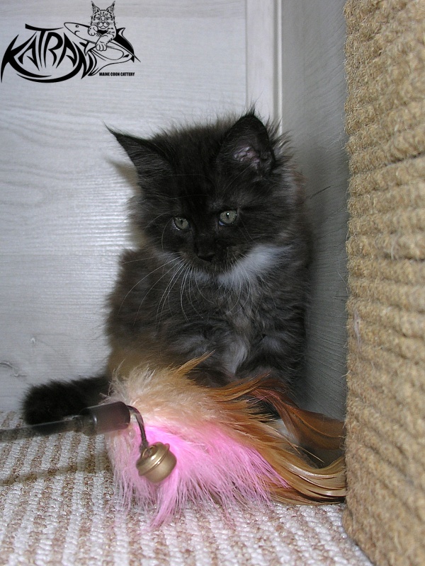 Katran Karat - Кошеня мейн-кун 1 місяць 2,5 тижні
