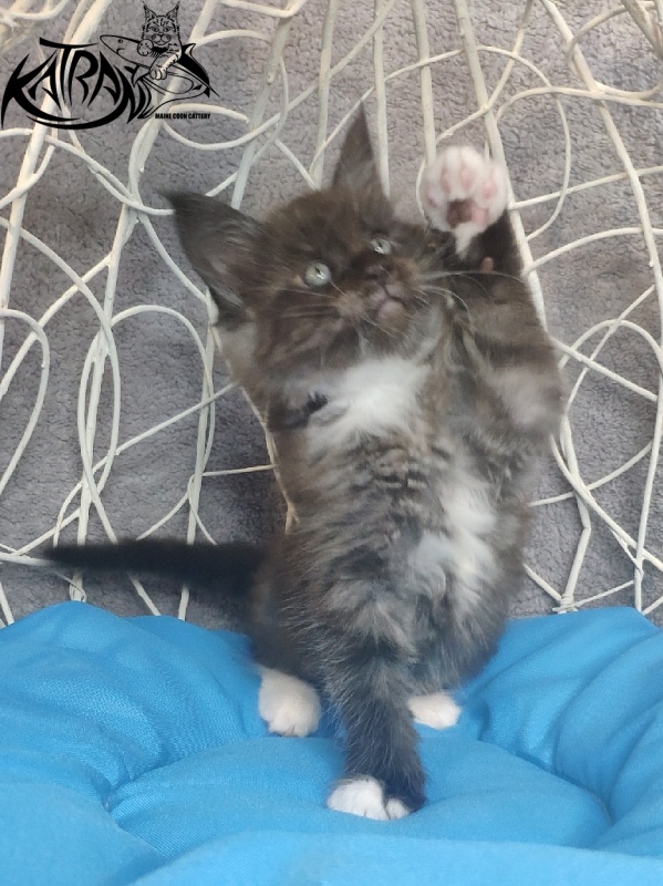 Katran Karat - Кошеня мейн-кун 1 місяць 1,5 тиждень