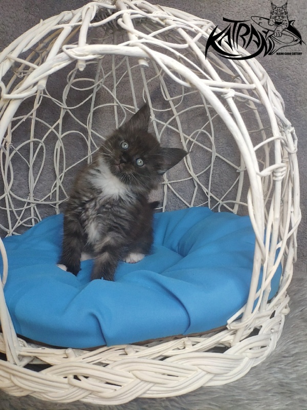 Katran Karat - Кошеня мейн-кун 1 місяць 1,5 тиждень