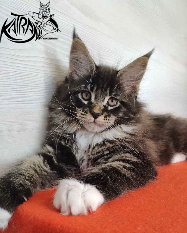 Katran Kaiser - Kitten maine-coon 2 months