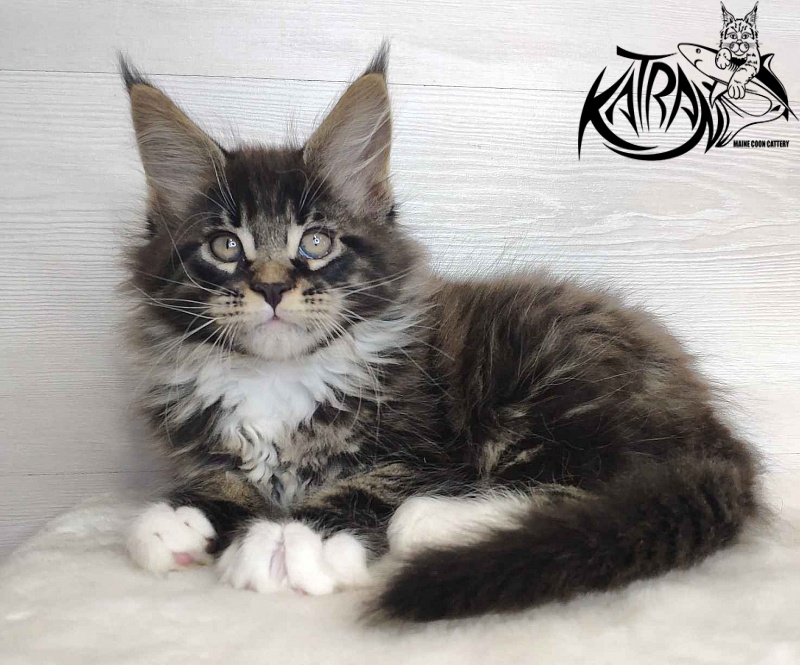 Katran Kaiser - Kitten maine-coon 2 months