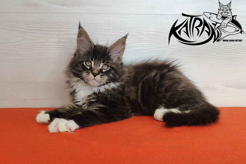 Katran Kaiser - Kitten maine-coon 2 months