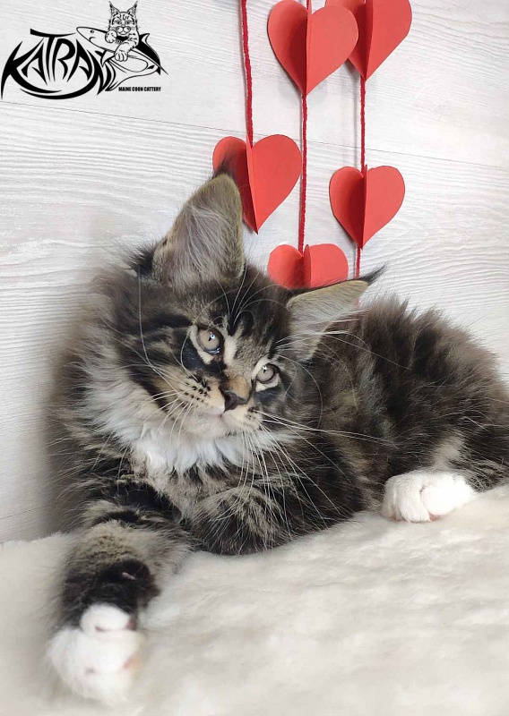Katran Kaiser - Kitten maine-coon 2 months