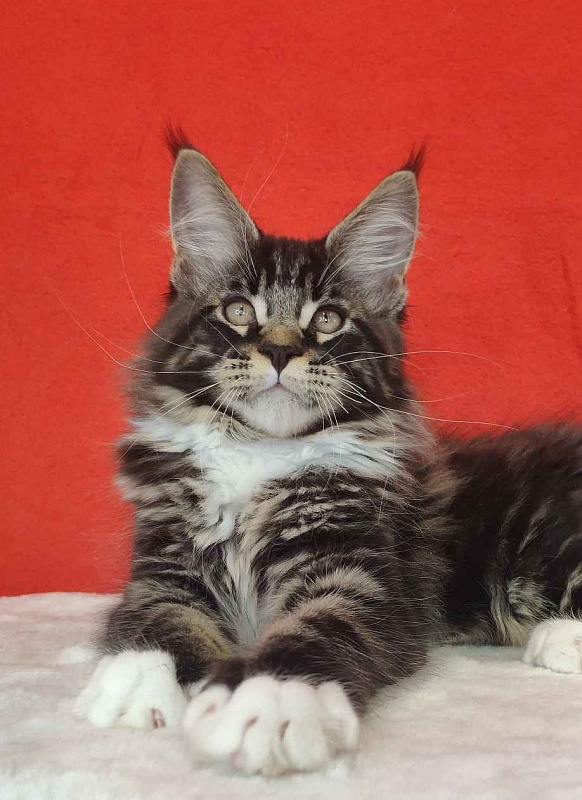 Katran Kaiser - Kitten maine-coon 3 months