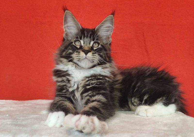 Katran Kaiser - Kitten maine-coon 3 months