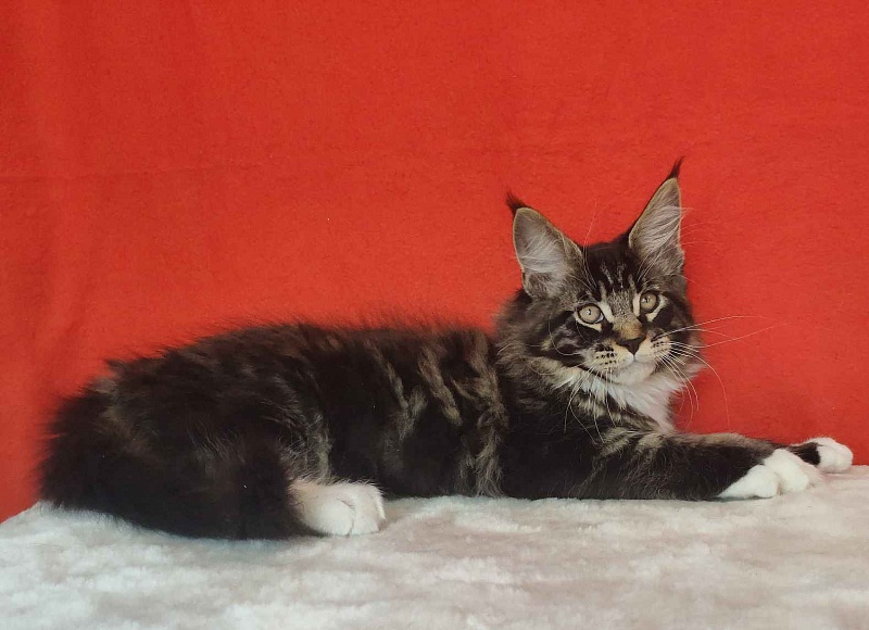 Katran Kaiser - Kitten maine-coon 3 months