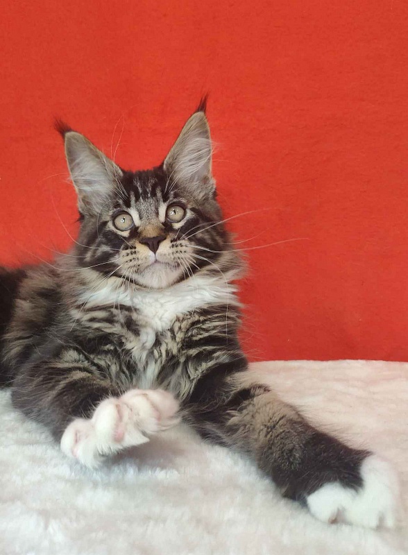 Katran Kaiser - Kitten maine-coon 3 months