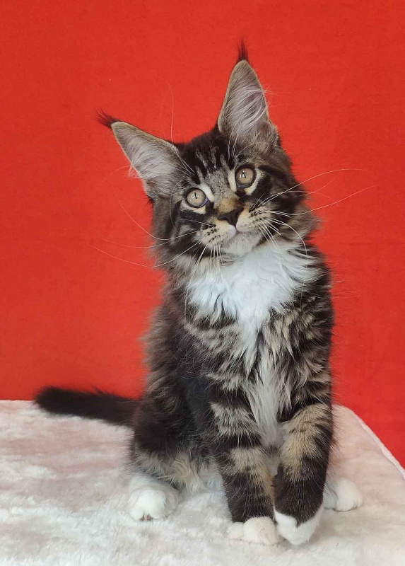 Katran Kaiser - Kitten maine-coon 3 months
