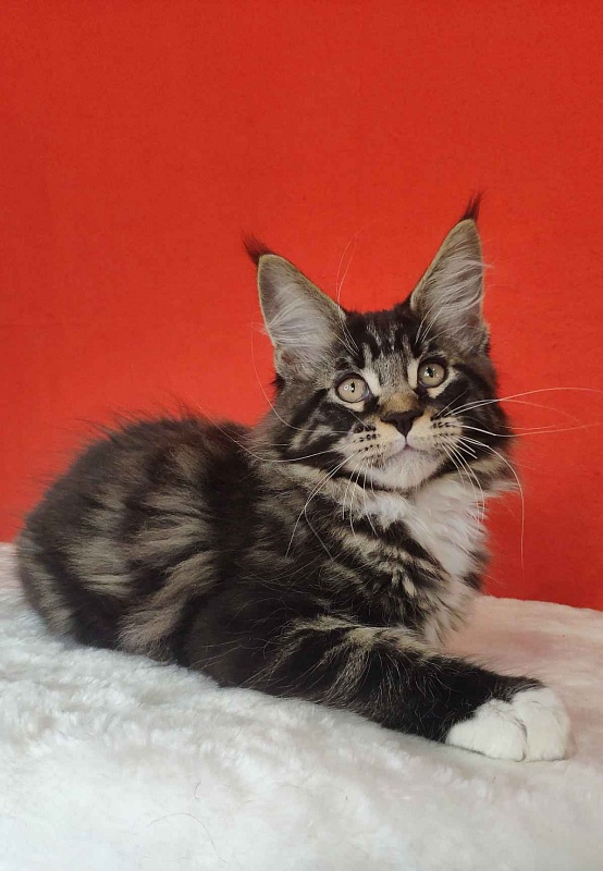 Katran Kaiser - Kitten maine-coon 3 months