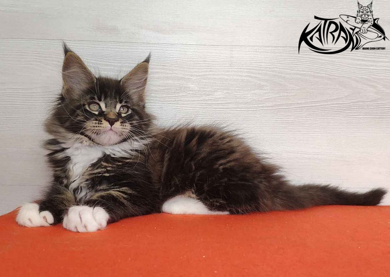 Katran Kaiser - Kitten maine-coon 2 months