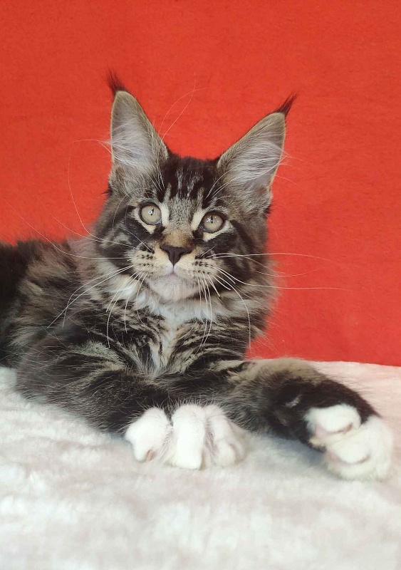 Katran Kaiser - Kitten maine-coon 3 months