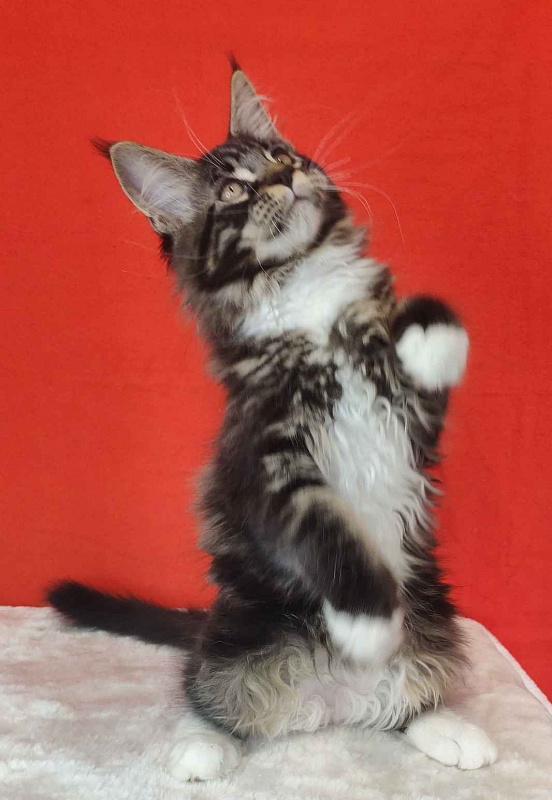 Katran Kaiser - Kitten maine-coon 3 months