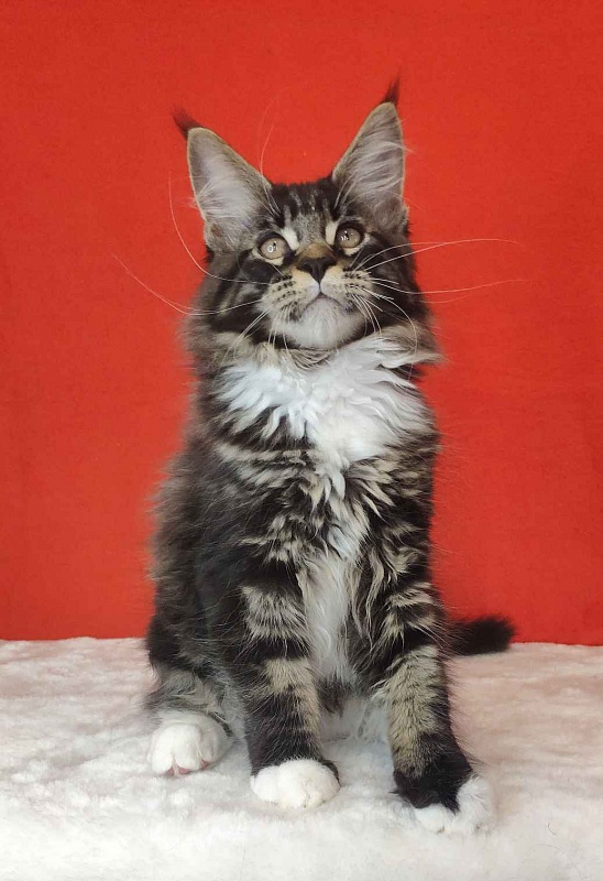 Katran Kaiser - Kitten maine-coon 3 months