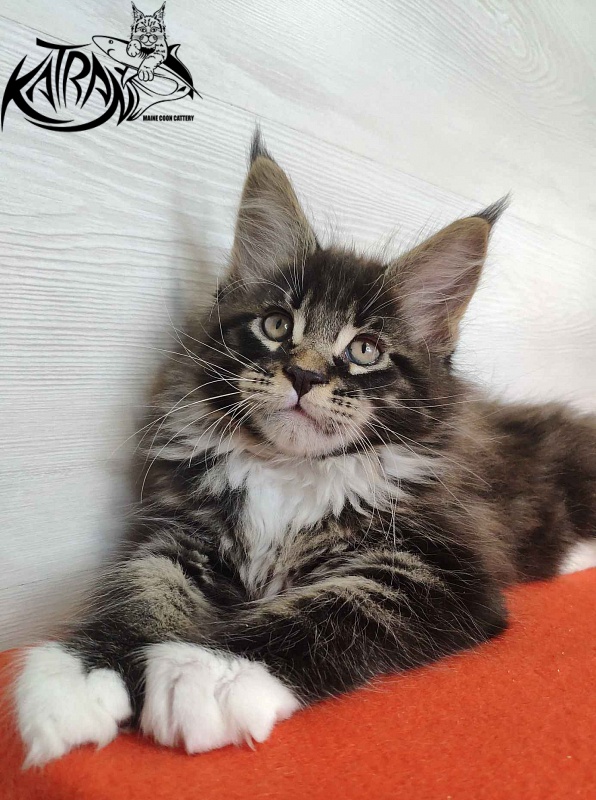 Katran Kaiser - Kitten maine-coon 2 months