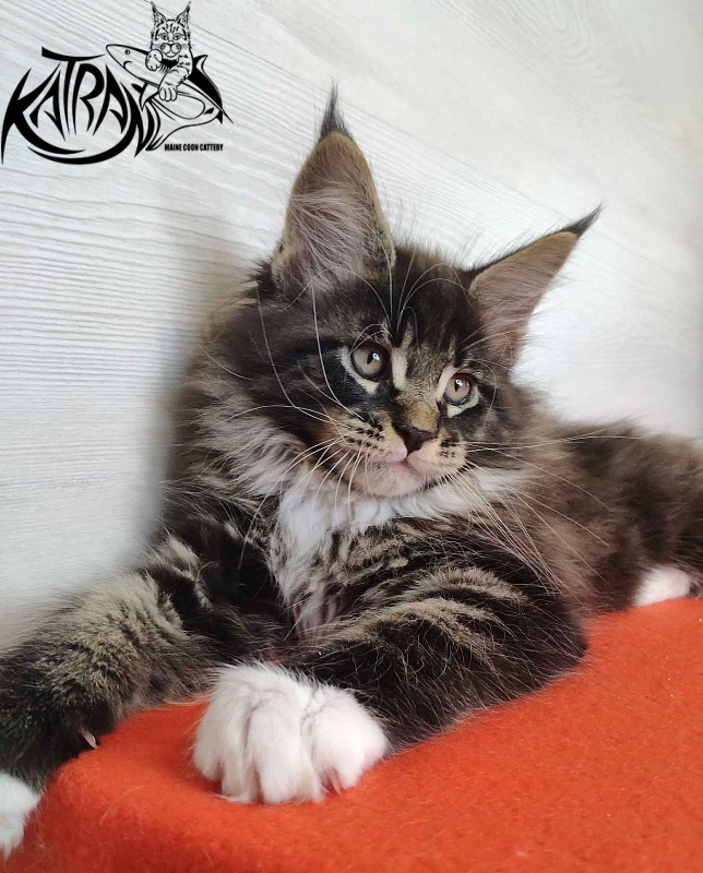Katran Kaiser - Kitten maine-coon 2 months