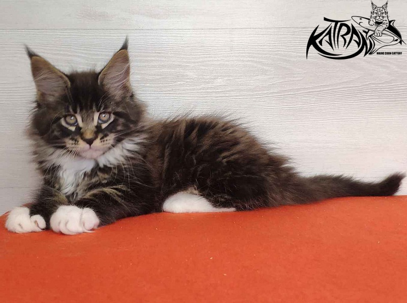 Katran Kaiser - Kitten maine-coon 2 months