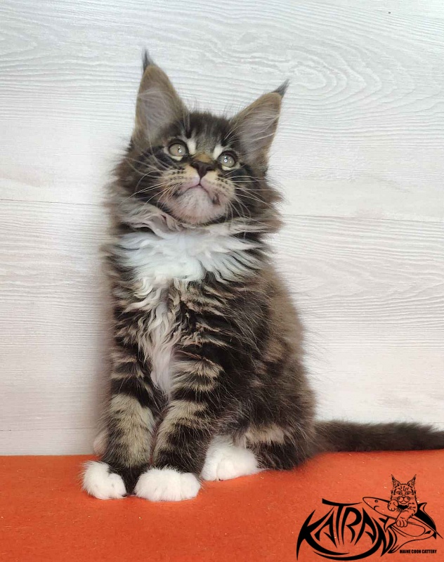 Katran Kaiser - Kitten maine-coon 2 months
