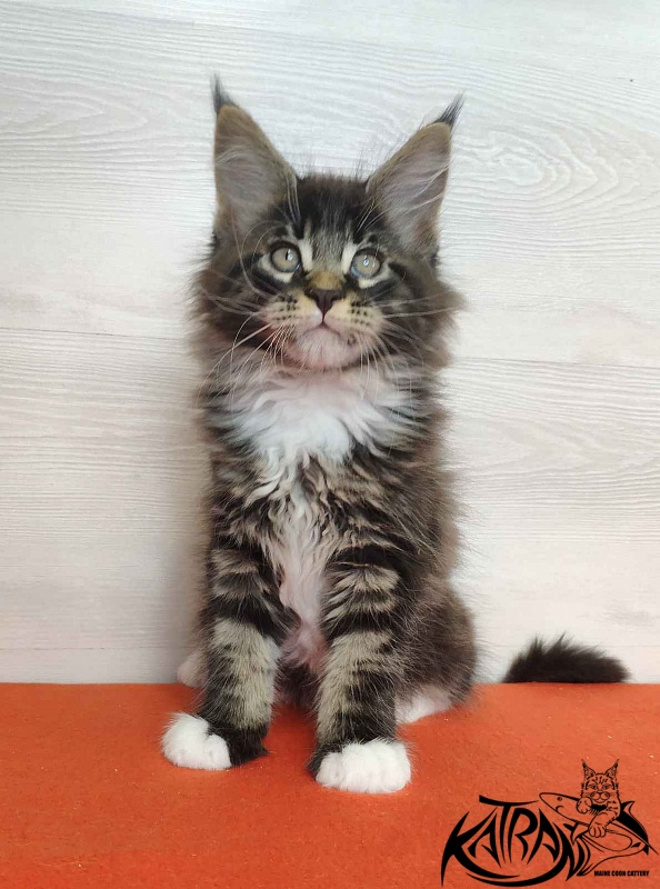 Katran Kaiser - Kitten maine-coon 2 months