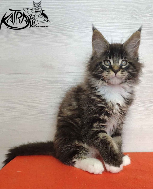 Katran Kaiser - Kitten maine-coon 2 months