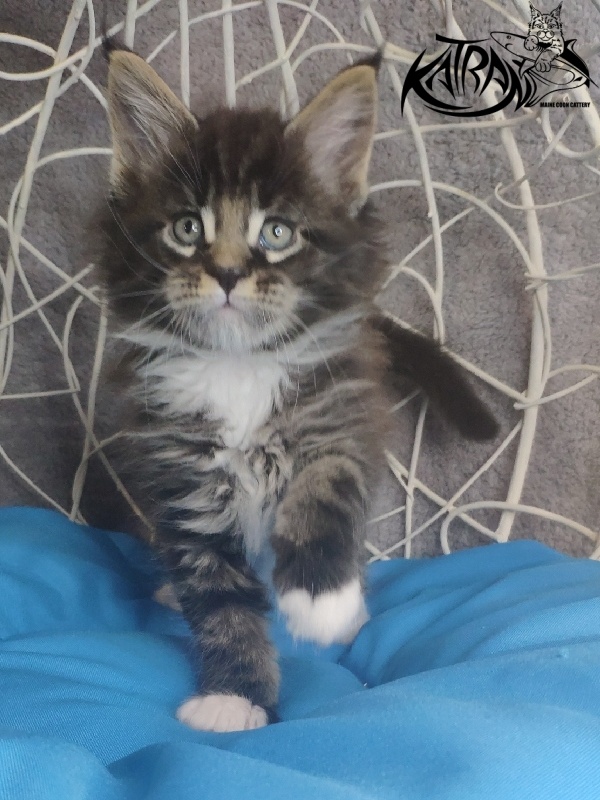 Katran Kaiser - Kitten maine-coon 1 month 1.5 week