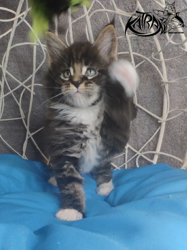 Katran Kaiser - Kitten maine-coon 1 month 1.5 week