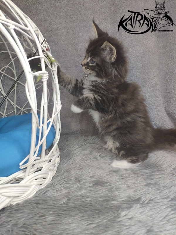 Katran Kaiser - Kitten maine-coon 1 month 1.5 week
