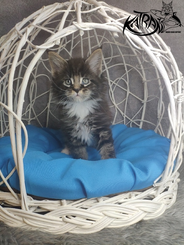 Katran Kaiser - Kitten maine-coon 1 month 1.5 week