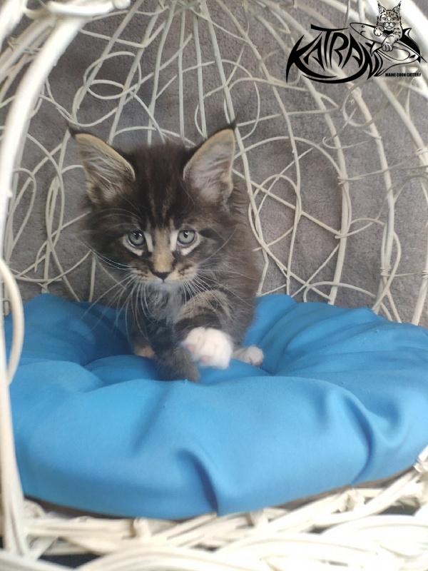 Katran Kaiser - Kitten maine-coon 1 month 1.5 week