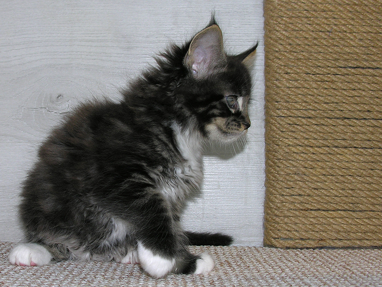Katran Kaiser - Kitten maine-coon 1 month 2.5 weeks