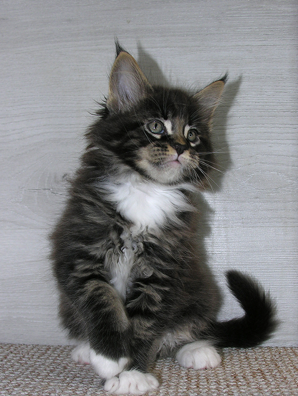 Katran Kaiser - Kitten maine-coon 1 month 2.5 weeks