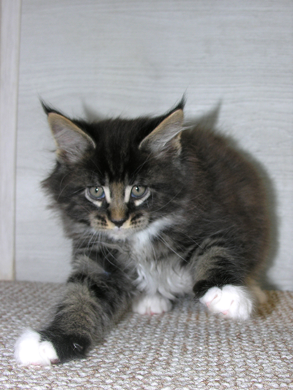 Katran Kaiser - Kitten maine-coon 1 month 2.5 weeks