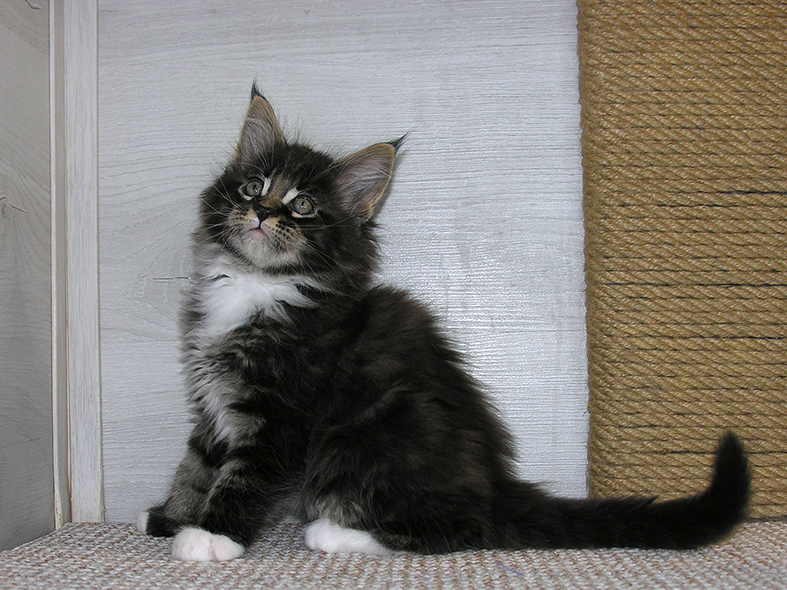 Katran Kaiser - Kitten maine-coon 1 month 2.5 weeks