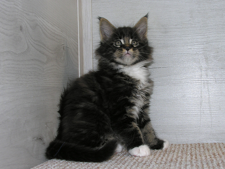 Katran Kaiser - Kitten maine-coon 1 month 2.5 weeks