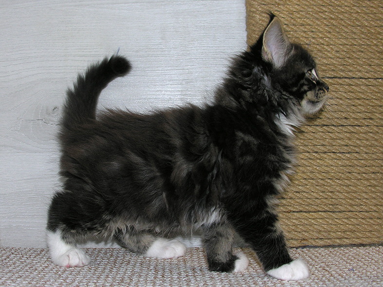 Katran Kaiser - Kitten maine-coon 1 month 2.5 weeks