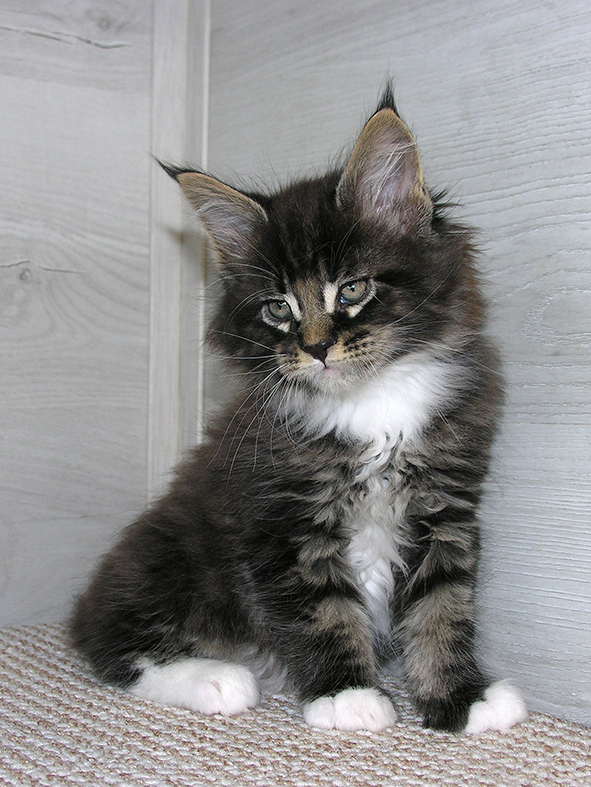 Katran Kaiser - Kitten maine-coon 1 month 2.5 weeks