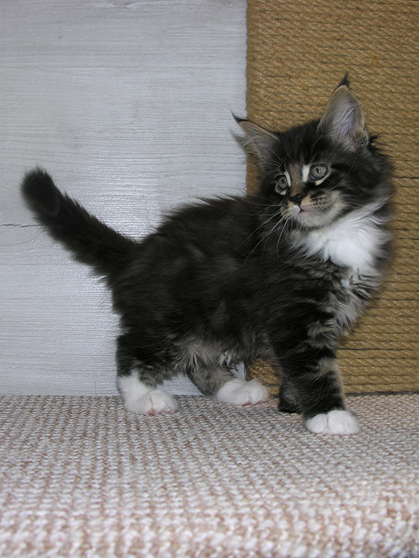 Katran Kaiser - Kitten maine-coon 1 month 2.5 weeks