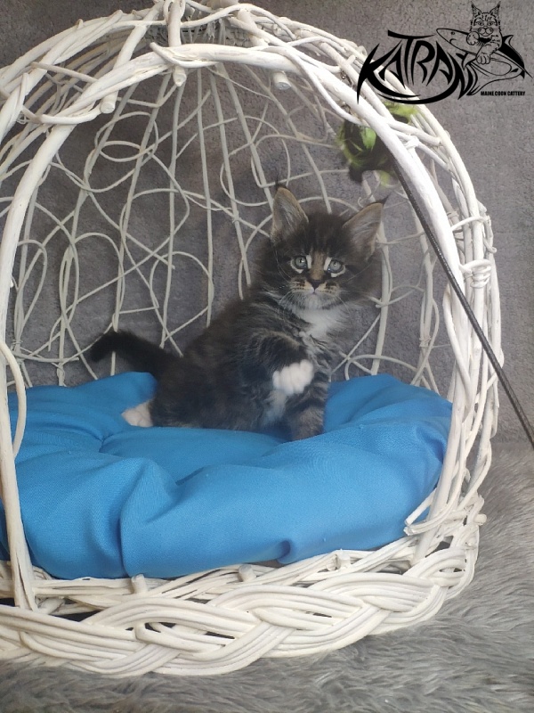 Katran Kaiser - Kitten maine-coon 1 month 1.5 week