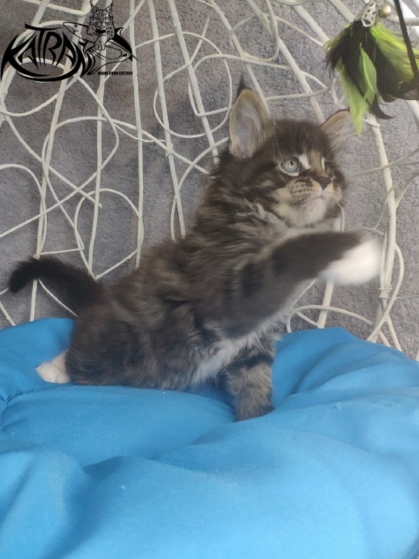 Katran Kaiser - Kitten maine-coon 1 month 1.5 week