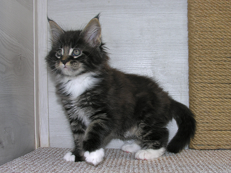Katran Kaiser - Kitten maine-coon 1 month 2.5 weeks