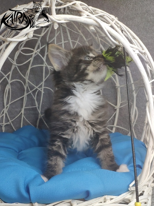 Katran Kaiser - Kitten maine-coon 1 month 1.5 week