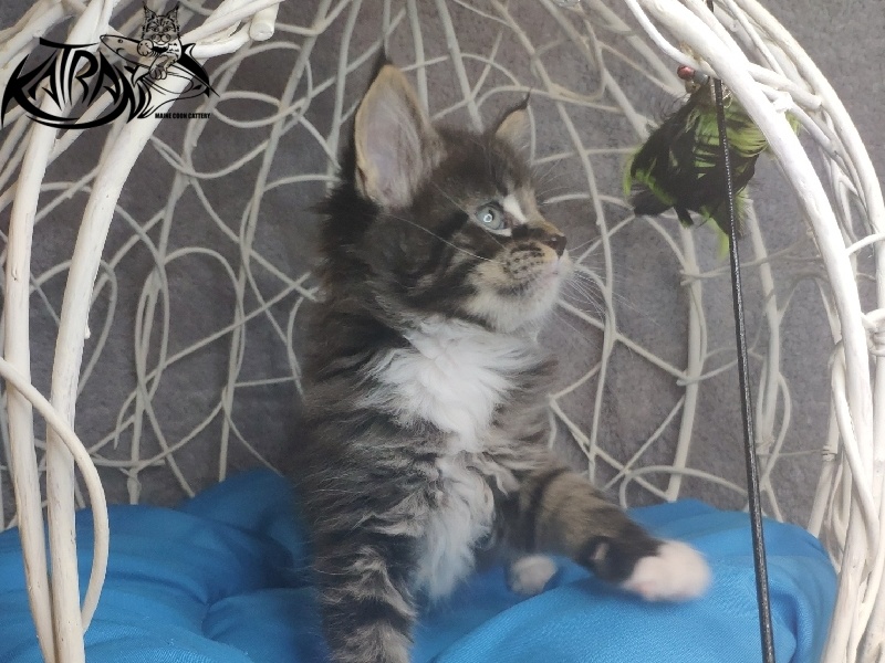 Katran Kaiser - Kitten maine-coon 1 month 1.5 week