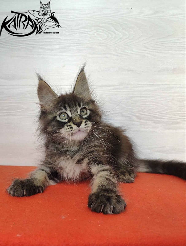 Katran Kassien - Kitten maine-coon 2 months