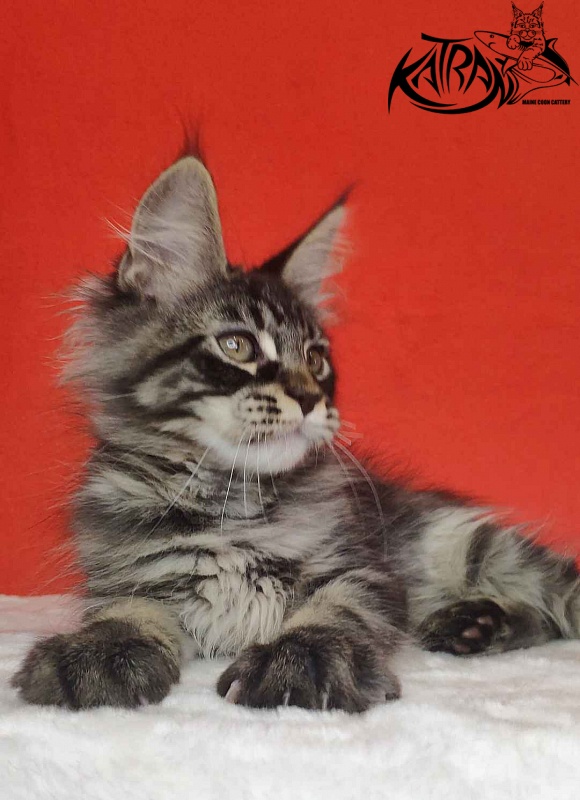 Katran Kassien - Kitten maine-coon 3 months
