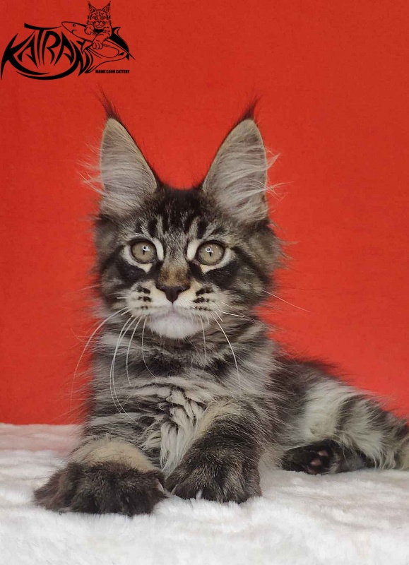 Katran Kassien - Kitten maine-coon 3 months