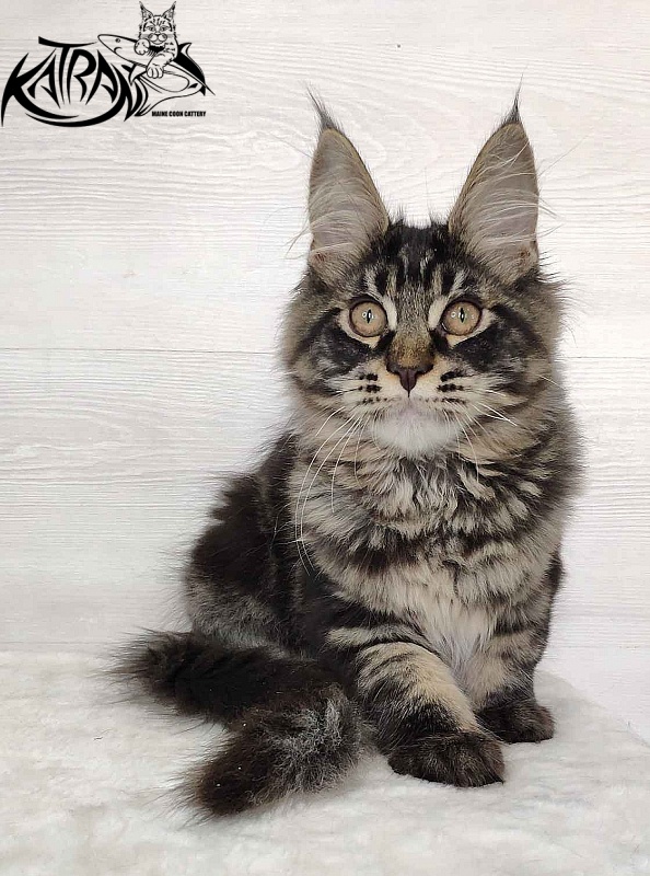 Katran Kassien - Kitten maine-coon 4 months