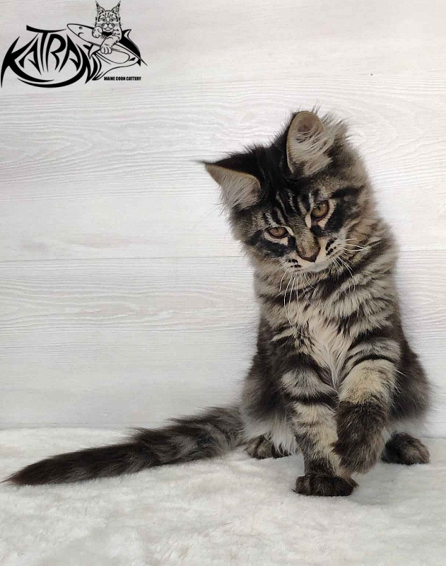 Katran Kassien - Kitten maine-coon 4 months