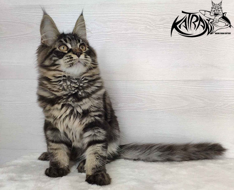 Katran Kassien - Kitten maine-coon 4 months