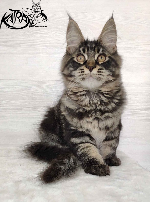 Katran Kassien - Kitten maine-coon 4 months